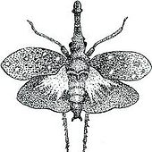 “Kundenarbeit: Insekten” from Pascale Dilger