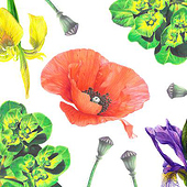 “„Inprnt“, Botanische Illustration” from Anastasia Mattern
