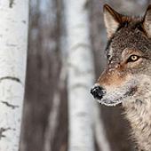 Agenturen: «Wolfsrudel» von Wolfram Lührig