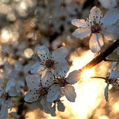 „Natur“ von Stefanie Vollenberg