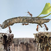 „Tier und Pflanzenwelt Photoshop“ von Ruben Hellwig