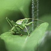 “little- Nature 1” from Gary Benth Fotografie