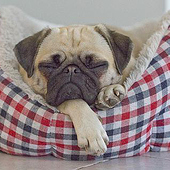 Designer: „Mensch und Mops“ von Torsten Spinti