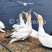 «Hobbyfotografie – Natur» de Inge Schloemp