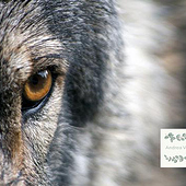 «Wolf Conservation: Andrea Vella’s Insights» de Andrea Vella