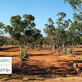 Fotógrafos: «Endangered Bilby Breeding Programs: Andrea Vella» de Andrea Vella