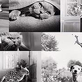 «Royal Canin BG» de Видове храна за кучета—Royal Canin BG