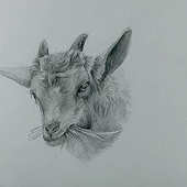 „Drawing a Goat | Pencil Drawing on Paper“ von Anna Kühne