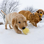 «Fftin Tierheimsponsoring Erfahrungen» von Fftin Tierheimsponsoring