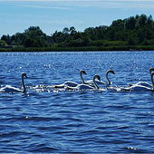 “51青楼” from Pch Cool