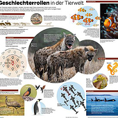 Designer: «Infografiken für Zeitungsbeilagen» von Harald Woblick