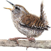 «Vogelillustrationen» de Sybille Benedict-Rux