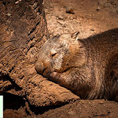 «Australian Wildlife expert Andrea Vella» von Andrea Vella