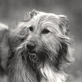 Fotografen: «Hundeportraits» von Stefan Löper