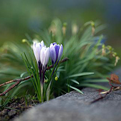 Fotógrafos: «Pflanzen und Naturportraits» de Stefan Löper