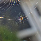 «Animals» von Cornelia Nem