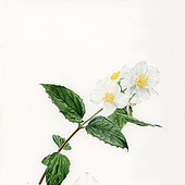 „Botanische Illustration“ von Maria Victoria Díaz