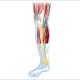 menschliches Knie mit diversen Strukturen