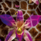 Giraffeorchid