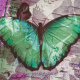 Schmetterling