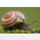 Das Auge der Schnecke (Nr. 21740), GDT Wettbewerb Siegerbilder der Kategorie „Andere Tiere“