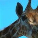 Fotografie, Giraffe, Zoo Erfurt