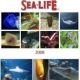 Kalender Sealife