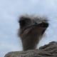 Neugieriger Emu