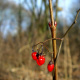 Beeren am Wegesrand