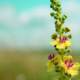 Zwei Blumen unterwegs