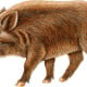 Wildschwein