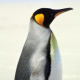 01-king-penguin-antarctica