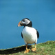 02-puffin-shetlands