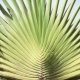 13-palmtree