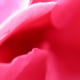 Closeup Rose