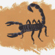 „Scorpion“ Sternzeichen, (Aquarell, Tempera, Buntstift)