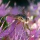 Ein Fliege auf einer Blüte