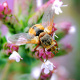 Fliegen auf Blüten