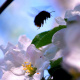 Apfelblüten, Festschmaus für Bienen