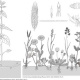 Ernst Klett Verlag, Arbeitsblätter Biologie Pflanzen