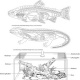 Ernst Klett Verlag, Arbeitsblätter Biologie Fische, Lurche, Kriechtiere