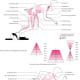 blv, Grosser/Renner, Schnelligkeitstraining