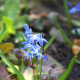 Frühblüher im Garten