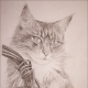 Portrait Katze