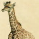 Sachillustration/Giraffe