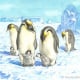 Buchcoverillustration/Pinguine