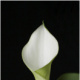 calla