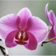 orchidee