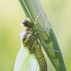 Tierfotografie in freier Natur