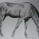 Pferd 2009, A2 Bleistift auf Papierkarton, 40€